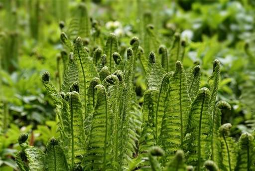 Ferns unfurling fresh green
