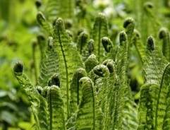 Ferns unfurling where to use