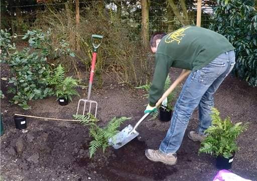 Firming down fern