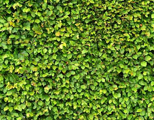 Foliage of clipped hedge