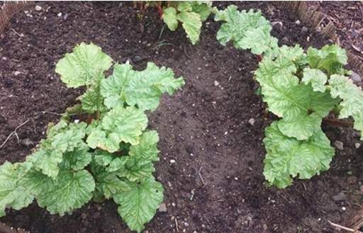 Forcing rhubarb in January