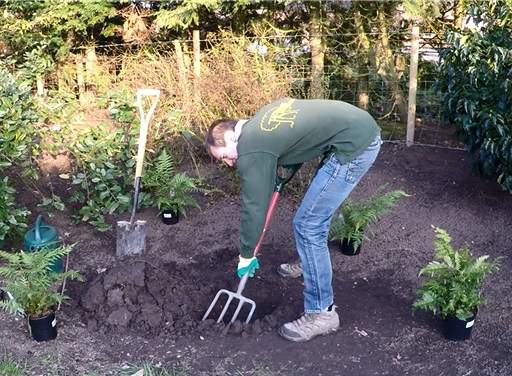 Digging planting hole for ferns