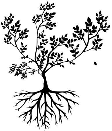 Fruit tree rootstock