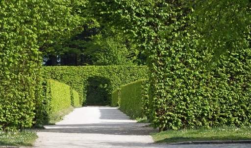 Green hedging behind archway