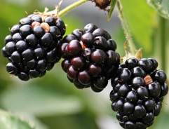 Grow your own Blackberries