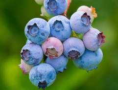 Grow your own Blueberries