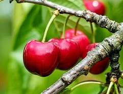 Grow your own Cherry Tree