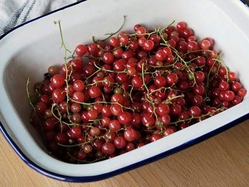 Harvested redcurrants in tray