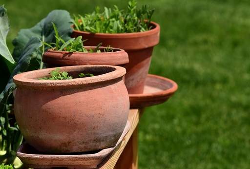 Herbs in containers by lawn