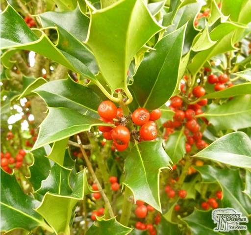 Holly red berries