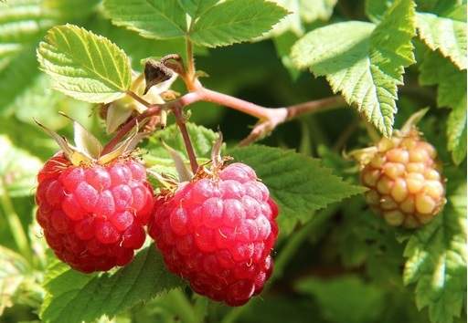 How to grow raspberries