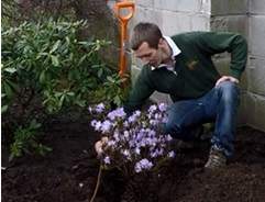 How to grow rhododendrons