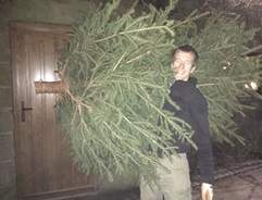 How to put your Christmas tree up in the home