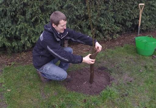 Installing a tree guard