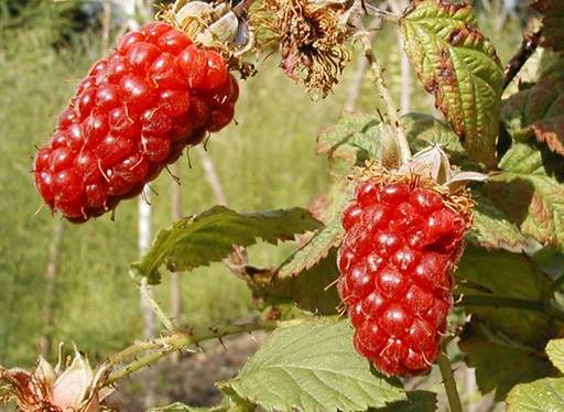 Loganberry fruits