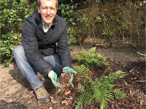 How To Plant, Grow And Care For Ferns - Jackson'S Nurseries