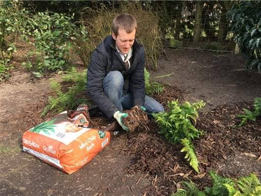 Mulching ferns 2