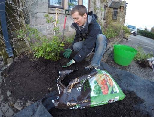 Mulching rose with manure v2