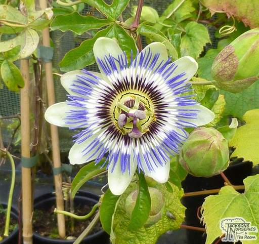 Passionflower climber in bloom