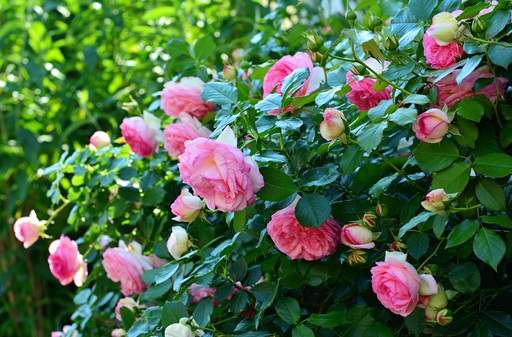 Pink floribunda roses