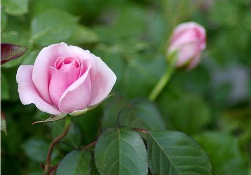 Pink hybrid tea rose