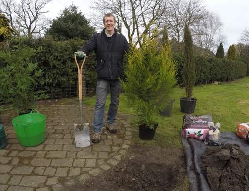 Planting a conifer in garden