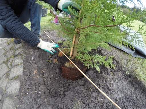 Planting a conifer
