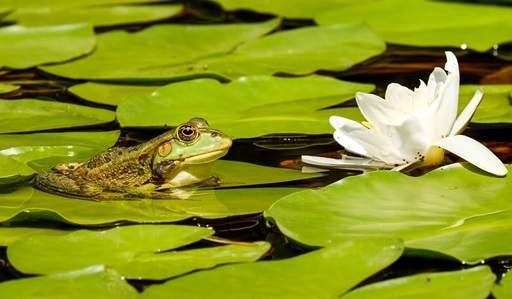 Pond with frog and waterlily