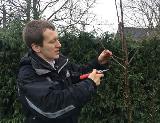 Pruning apple and pear trees