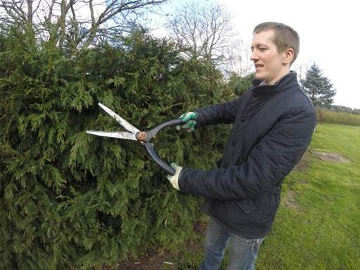 Pruning conifer with shears