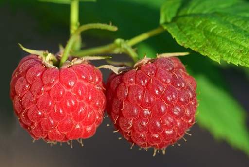 Raspberries Pixabay