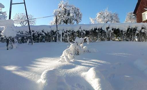 Removing snow from hedge