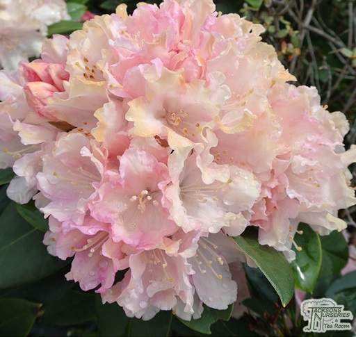 Rhododendron Bashful