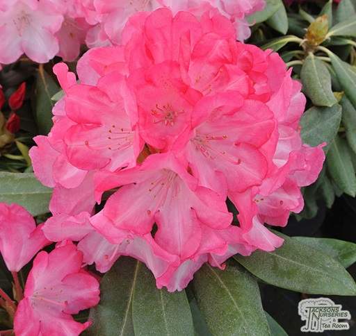 Rhododendron Fantastica