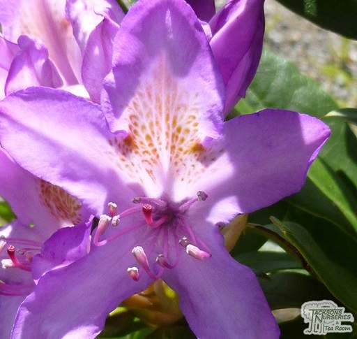 Rhododendron Lees Dark Purple