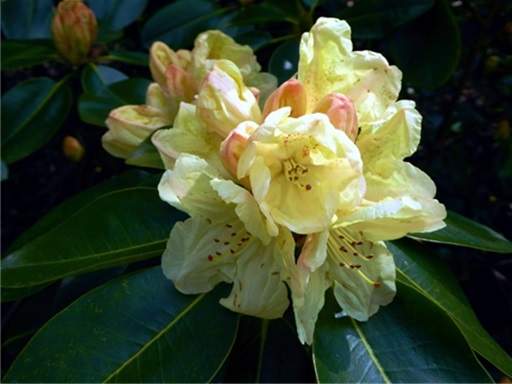 Rhododendron pale yellow flowers