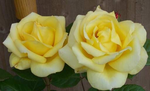 Rose Arthue Bell yellow