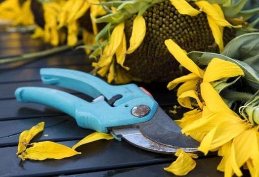 Sunflower secateurs