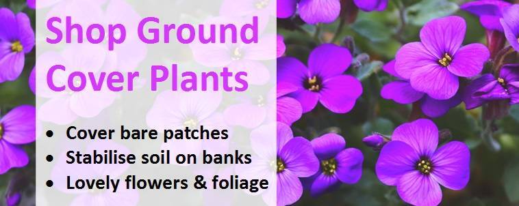 Shop groundcover plants