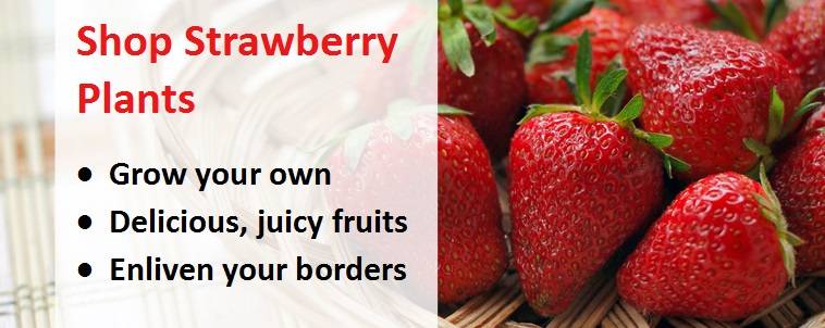 Grow your own strawberries 5Cambridge favourite potted plant now for next summer 