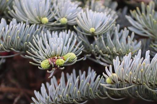 Spruce pine needles