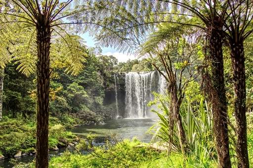 Tree ferns by waterfall
