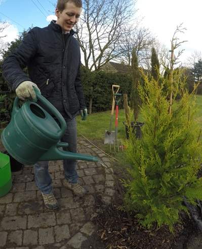 Watering a conifer