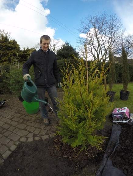 Watering conifer in ground