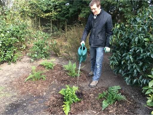 Watering ferns
