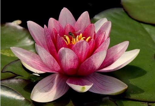 Waterlily pink