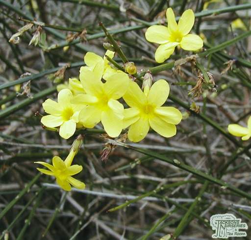 Winter Jasmine