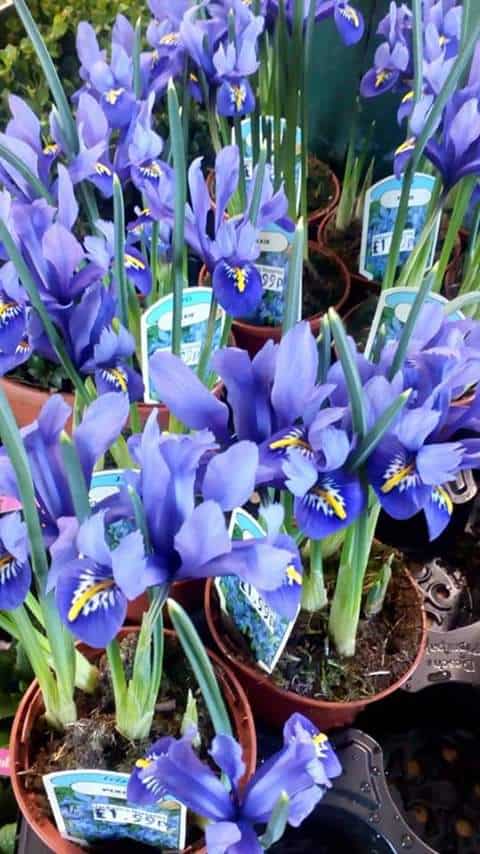 iris