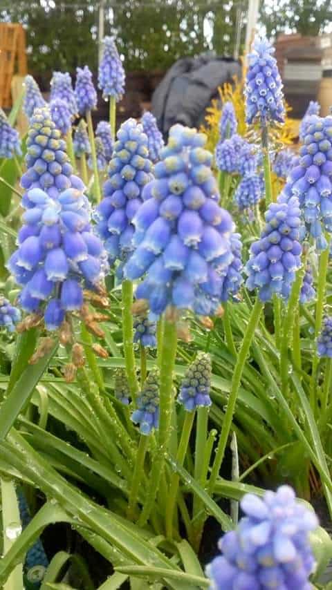 muscari