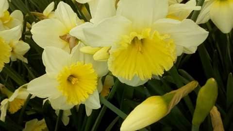 narcissus